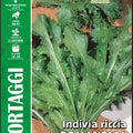 Curly Endive - Romanesca - Royal Seed RYMO75/10 - COD.188 Garden Plus