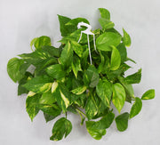 Devil's Ivy Garden Plus
