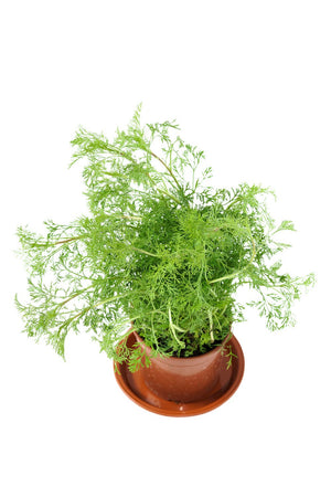 Dill Garden Plus