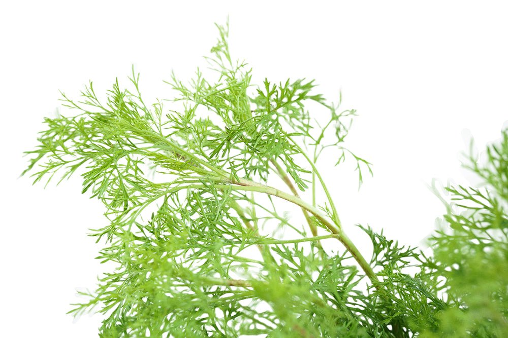 Dill Garden Plus