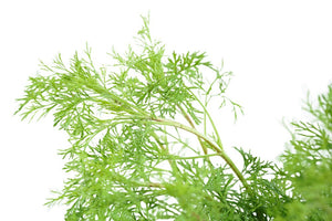 Dill Garden Plus