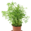 Dill Garden Plus