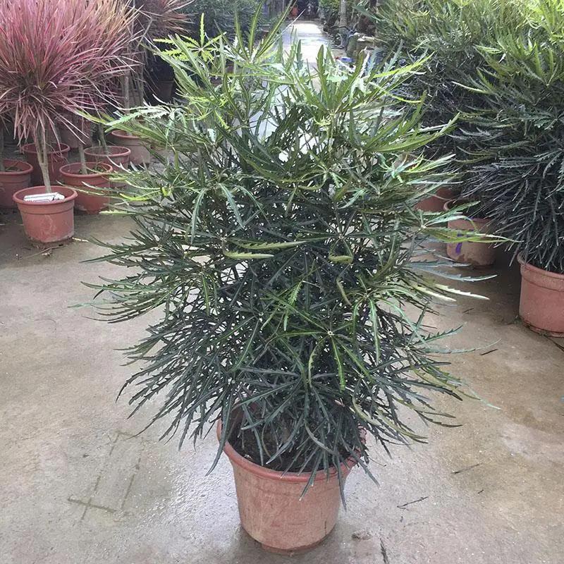 Dizygotheca elegantissima Garden Plus