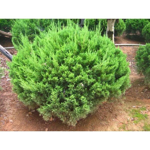 Dragon Chinese Juniper Garden Plus