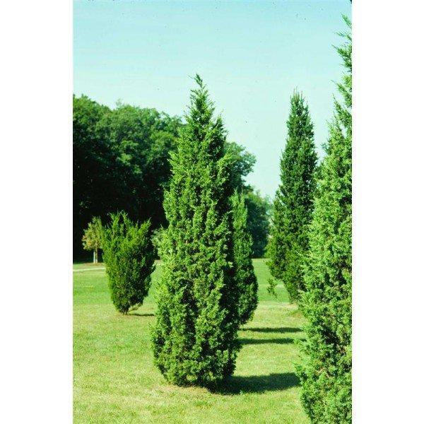 龍中國刺柏樹園加 – Garden Plus