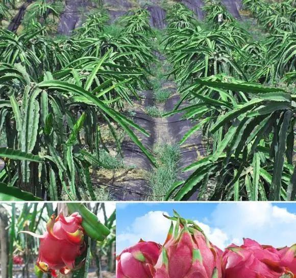 Dragon Fruit Garden Plus