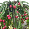 Dragon Fruit Garden Plus