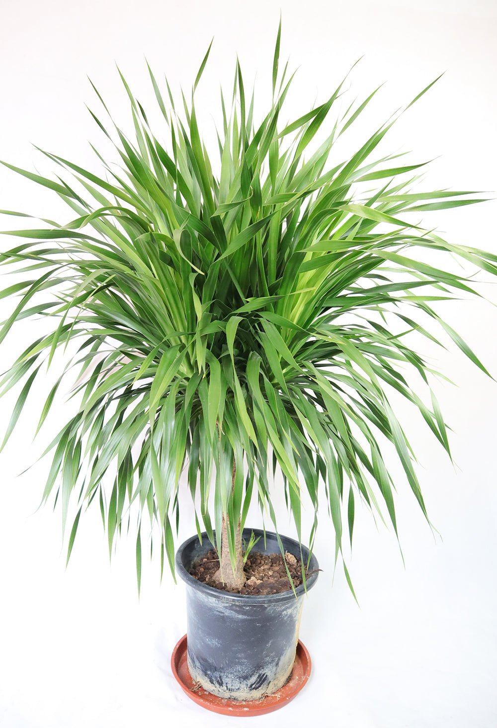 Dragon Tree Garden Plus