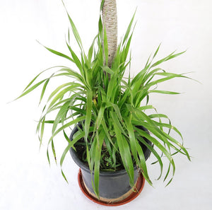 Dragon Tree 2 Level Style Garden Plus