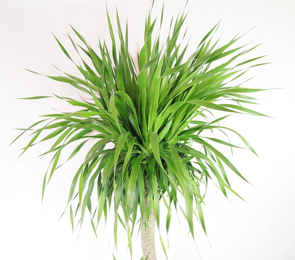 Dragon Tree 2 Level Style Garden Plus