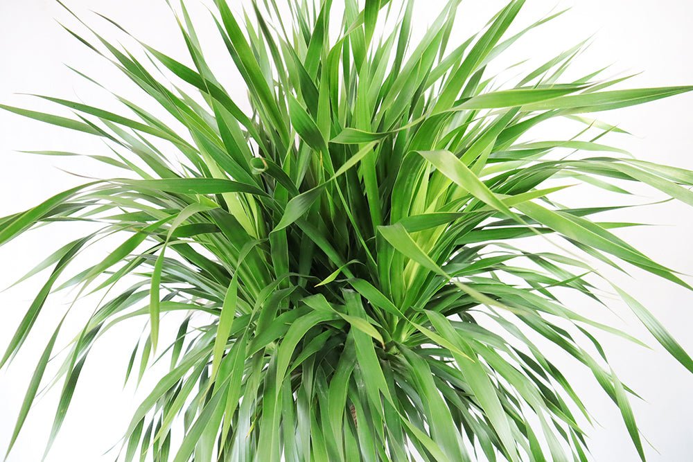 Dragon Tree Garden Plus