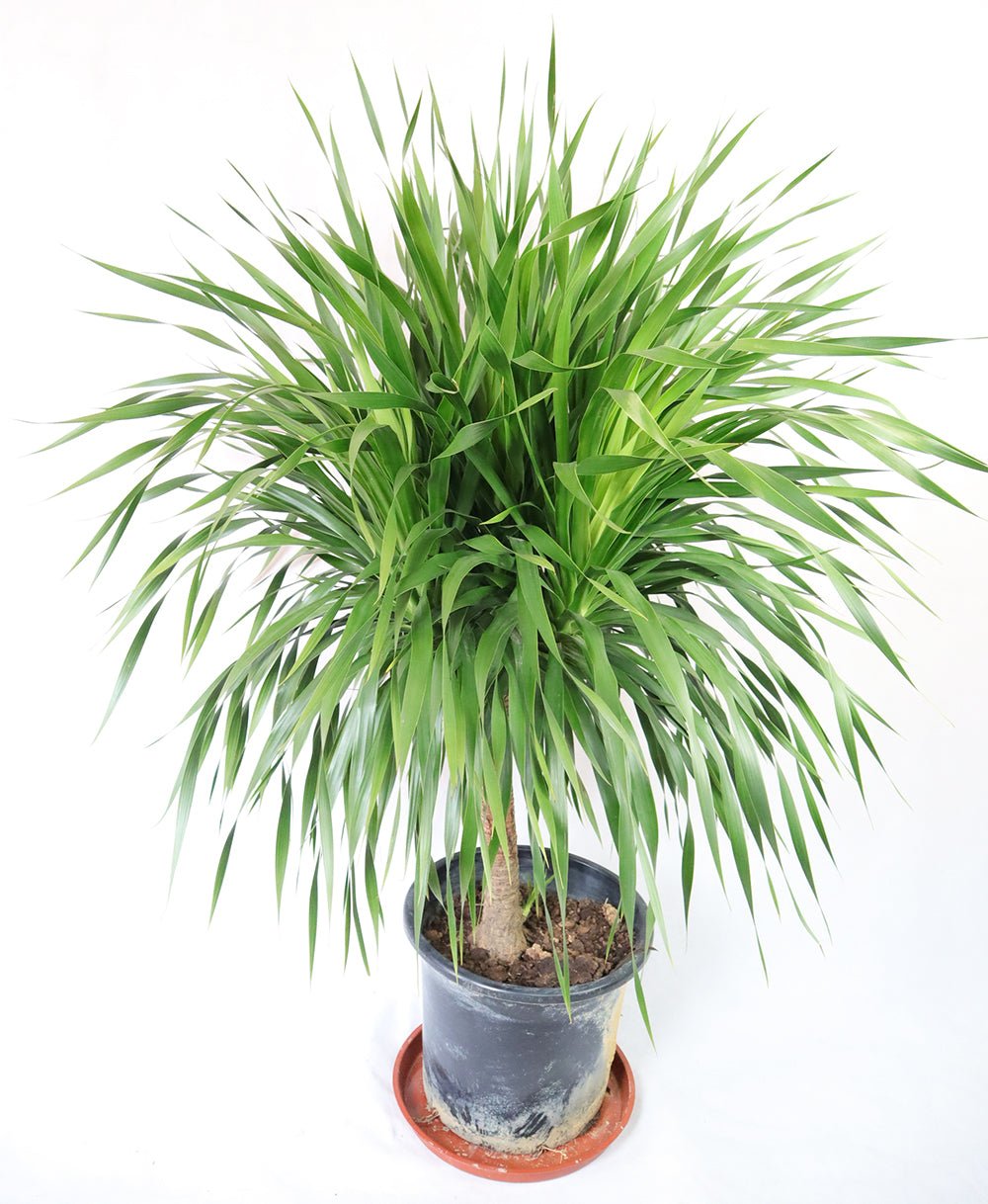 Dragon Tree Garden Plus