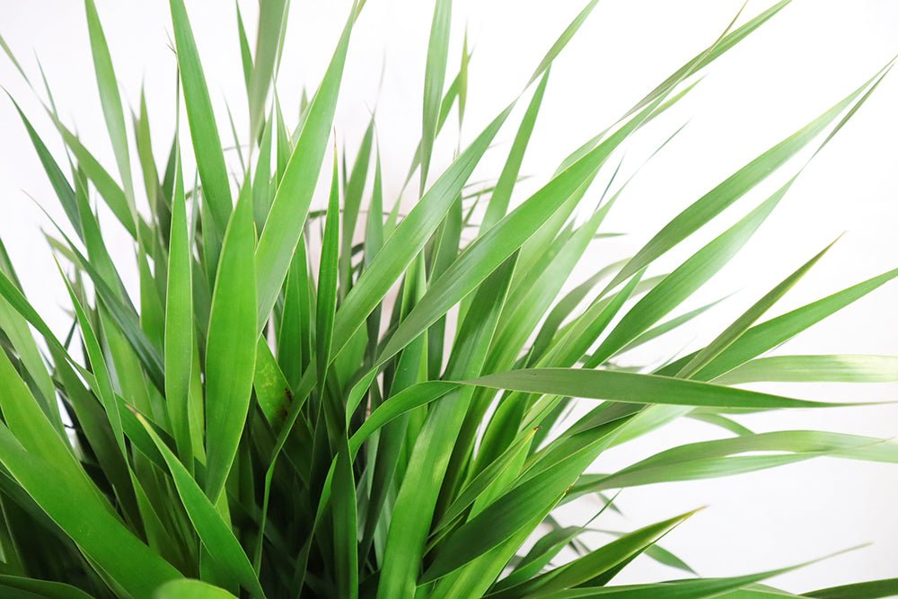 Dragon Tree Garden Plus