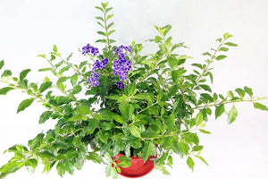 Duranta erecta Garden Plus