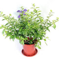 Duranta erecta Garden Plus