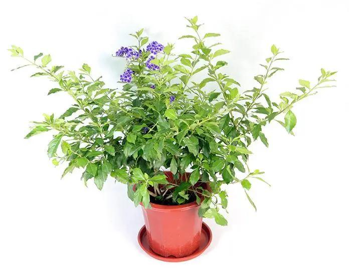 Duranta erecta Garden Plus