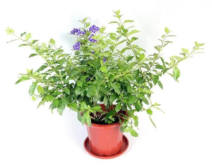 金露花（Duranta erecta）