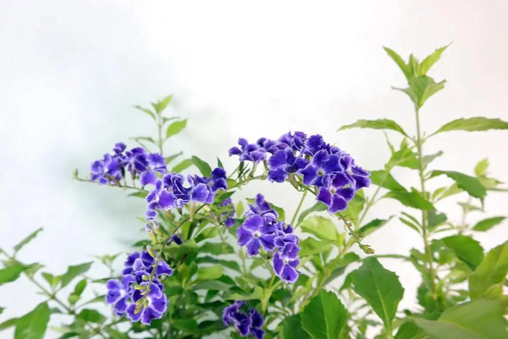 Duranta erecta Garden Plus