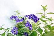 Duranta erecta Garden Plus