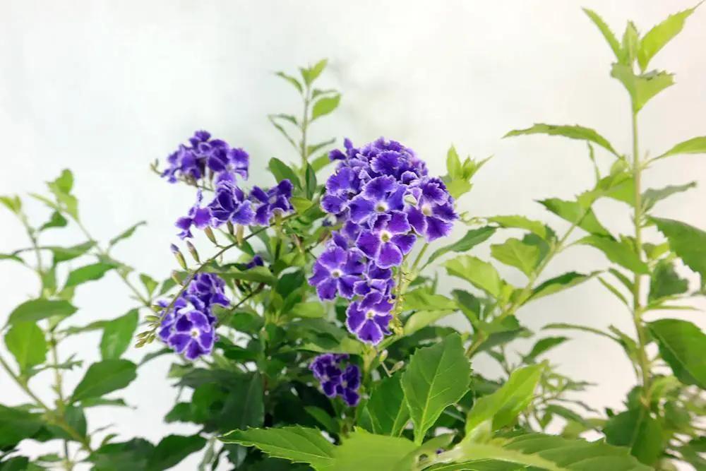 Duranta erecta Garden Plus