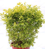 DurantarepensL Garden Plus