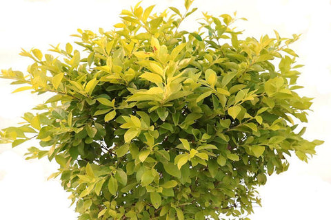 Duranta repens L.
