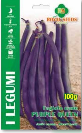 Dwarf Purple King Bean - Judia Enana - Royal Seed ARY 59/77 Garden Plus