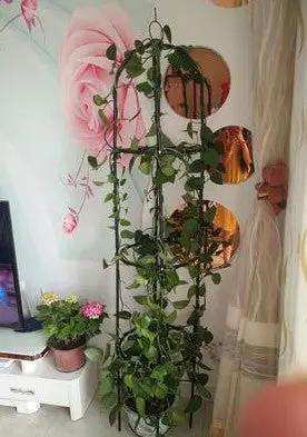 鐵線蓮攀爬花架