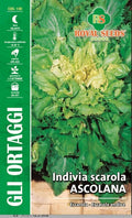 Endive Escarole - Royal Seed RYMO121/27 - COD.189 Garden Plus