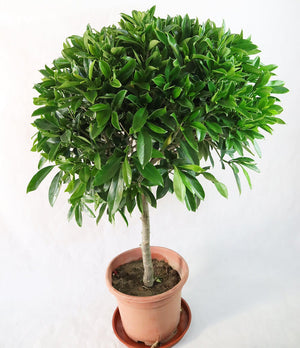 Fagraea ceilanica tree style Garden Plus