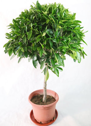 Fagraea ceilanica tree style Garden Plus