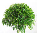 Fagraea ceilanica tree style Garden Plus