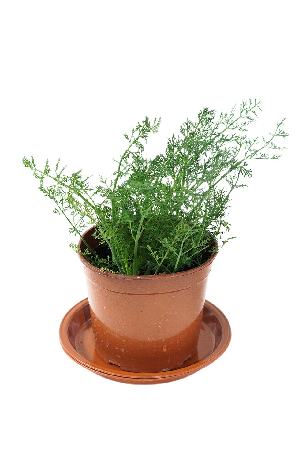 fennel Garden Plus