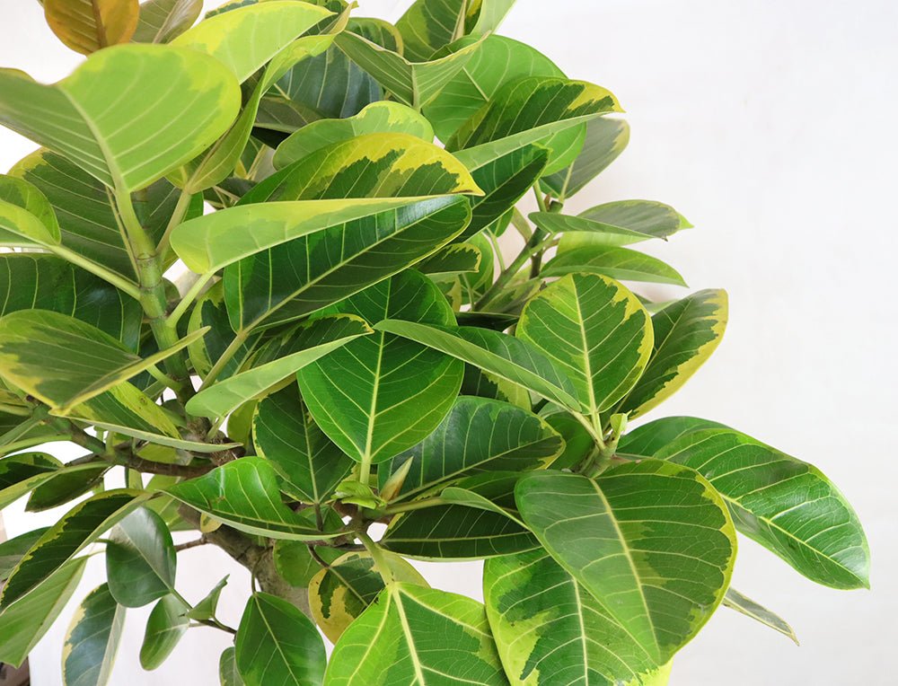 Ficus altissima Garden Plus