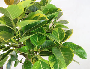 Ficus altissima Garden Plus
