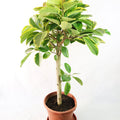 Ficus altissima Garden Plus