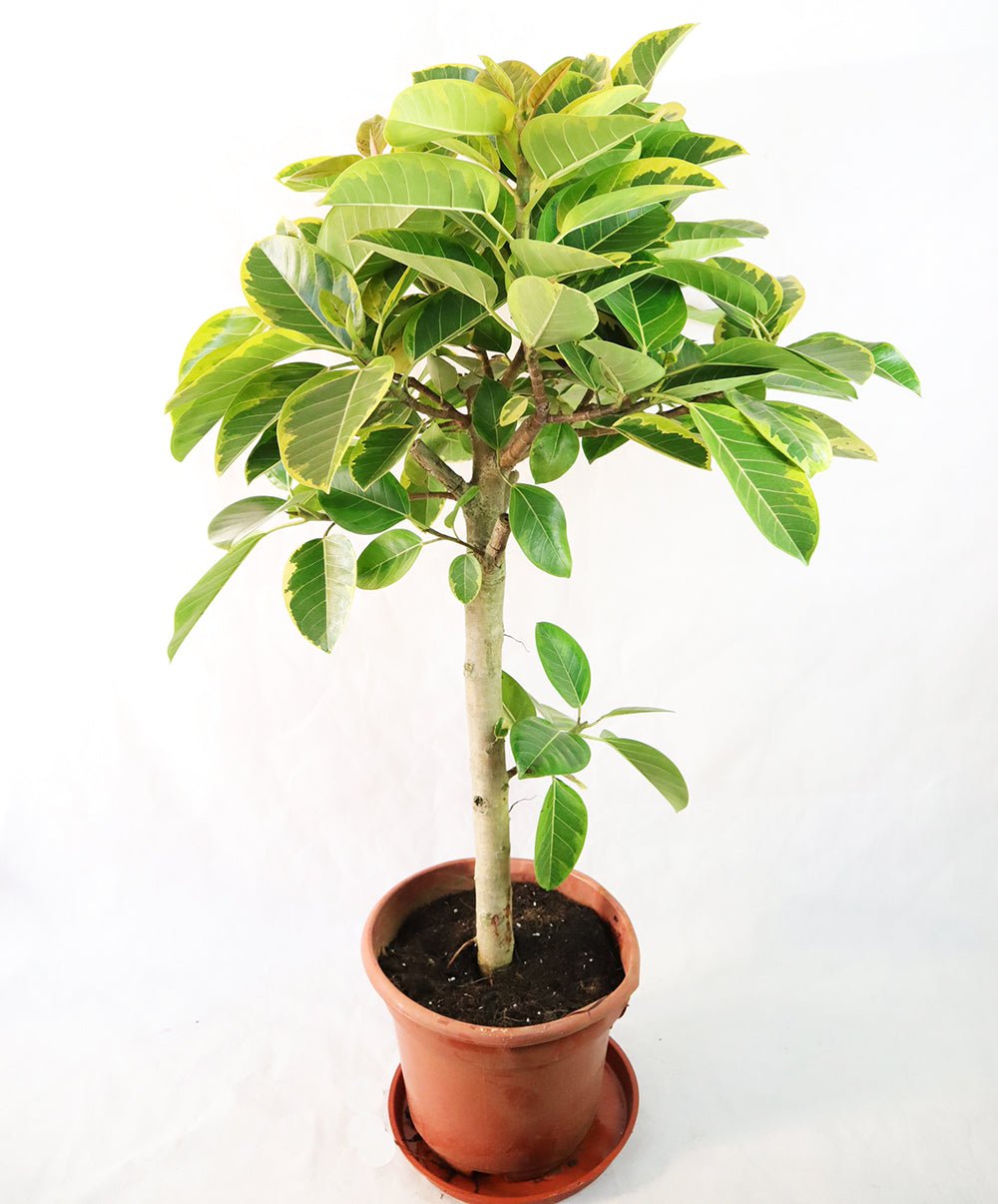 Ficus altissima Garden Plus