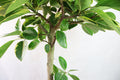 Ficus altissima Garden Plus
