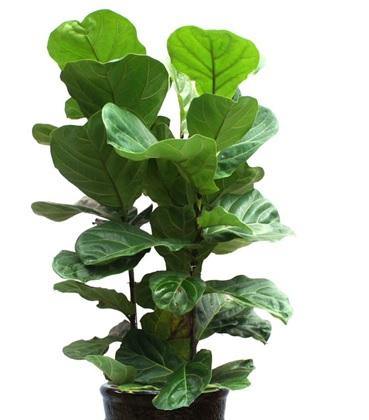 Ficus lyrata Garden Plus