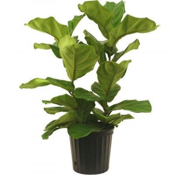 Ficus lyrata Garden Plus