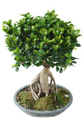 Ficus microcarpa bonsai style Garden Plus