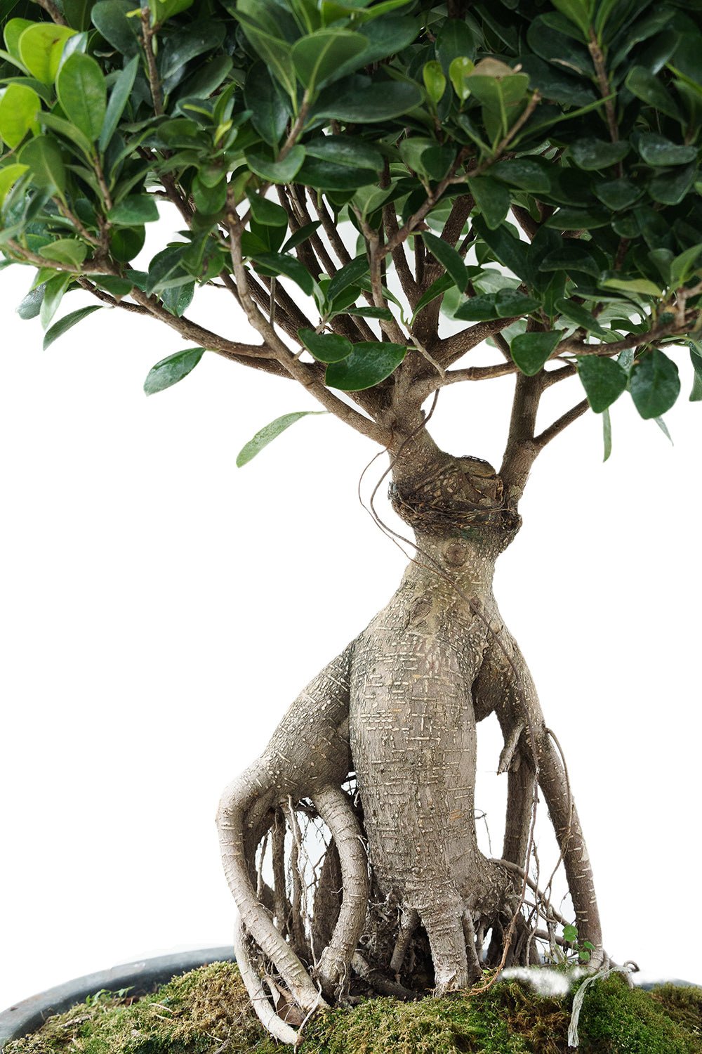 Ficus microcarpa bonsai style Garden Plus