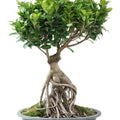Ficus microcarpa bonsai style Garden Plus