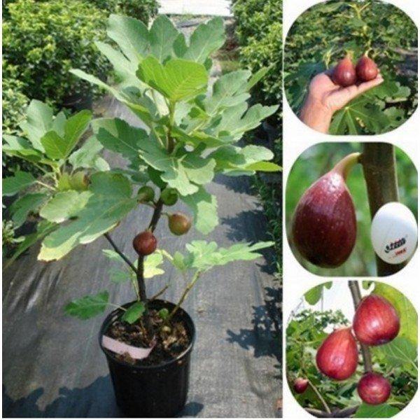 Fig tree Garden Plus