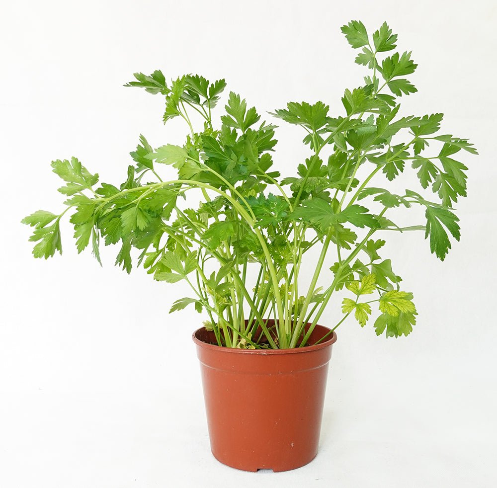 Flat Leaf Parsley Garden Plus