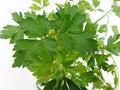 Flat Leaf Parsley Garden Plus