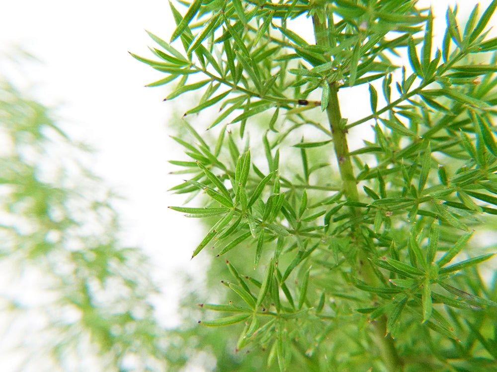 Foxtail Fern Garden Plus