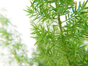Foxtail Fern Garden Plus