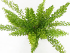 Foxtail Fern Garden Plus