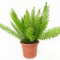 Foxtail Fern Garden Plus